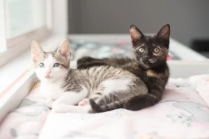 Pourquoi adopter deux chatons plutôt qu'un seul ?