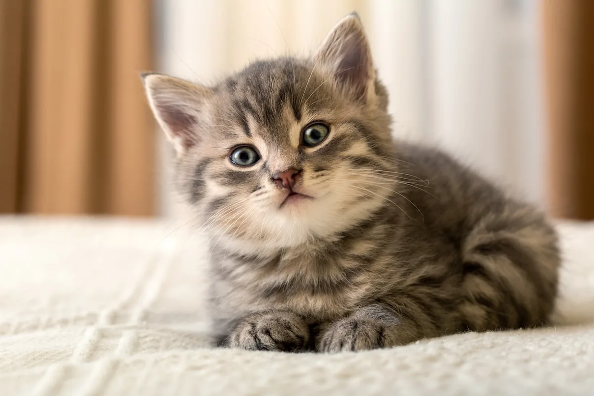 Pourquoi adopter deux chatons plutôt qu'un seul ?
