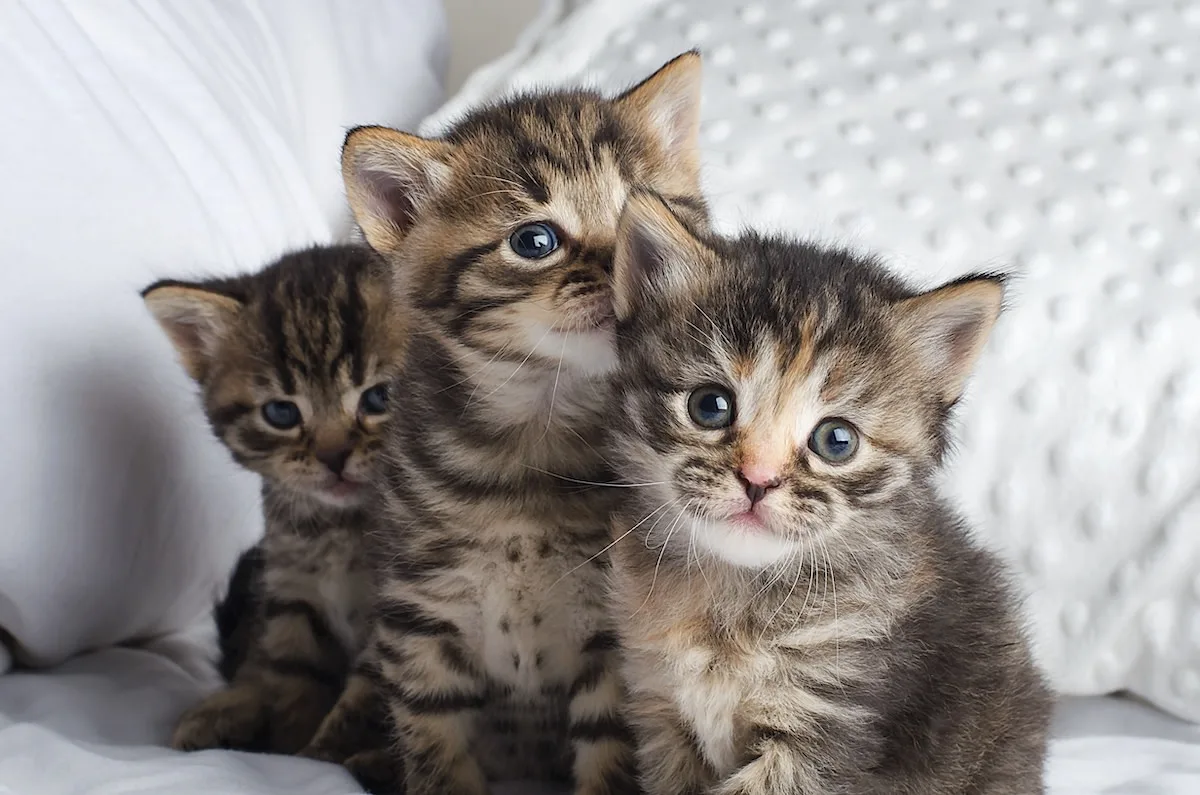 Pourquoi adopter deux chatons plutôt qu'un seul ?