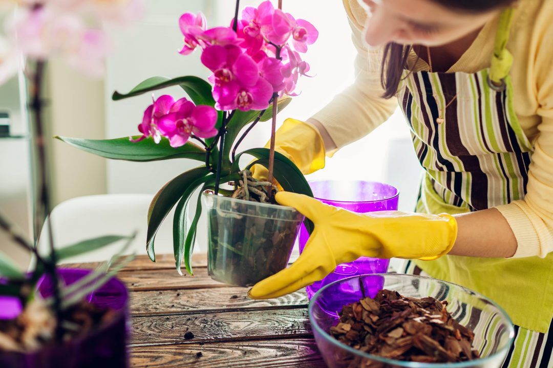 Entretien orchidée : quand et comment tremper vos orchidées pour les garder éclatantes