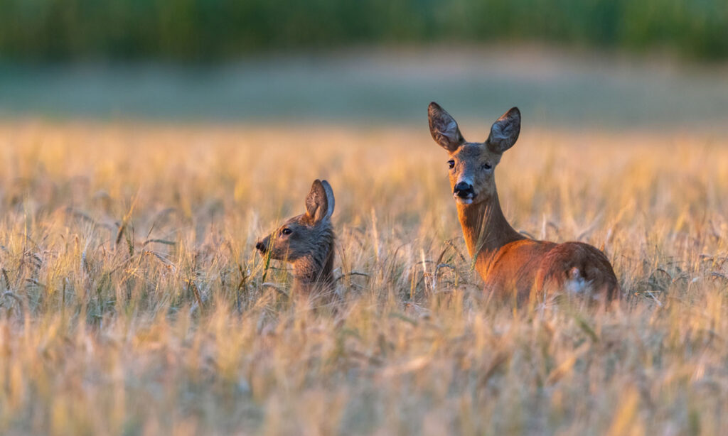Voir une biche sur la route signification
