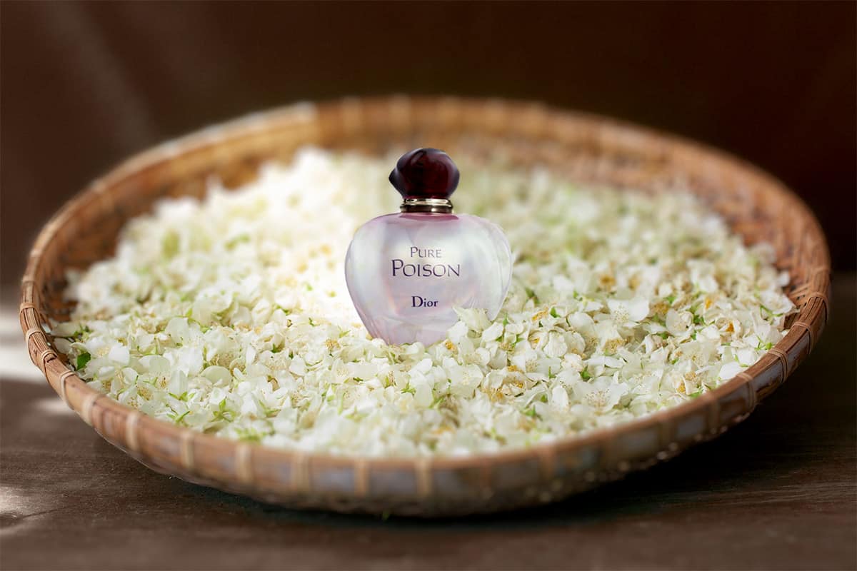 Top 10 des parfums au jasmin à découvrir en 2025